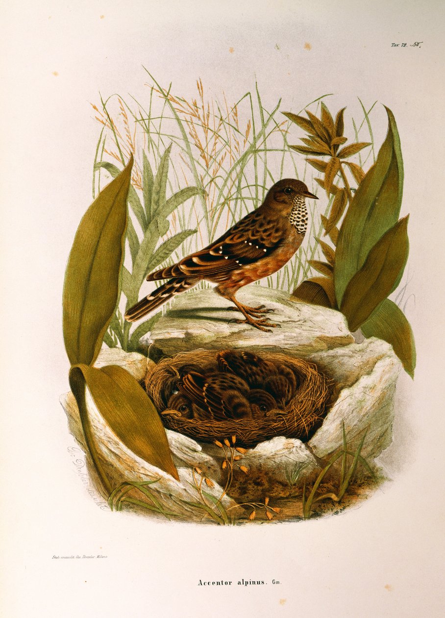 Illustration aus Eugenio Bettonis "Naturgeschichte der Vögel, die in der Lombardei nisten" darstellend Alpenbraunelle (Prunella collaris), von Oscar Dressler von Eugenio Bettoni, Oscar Dressler