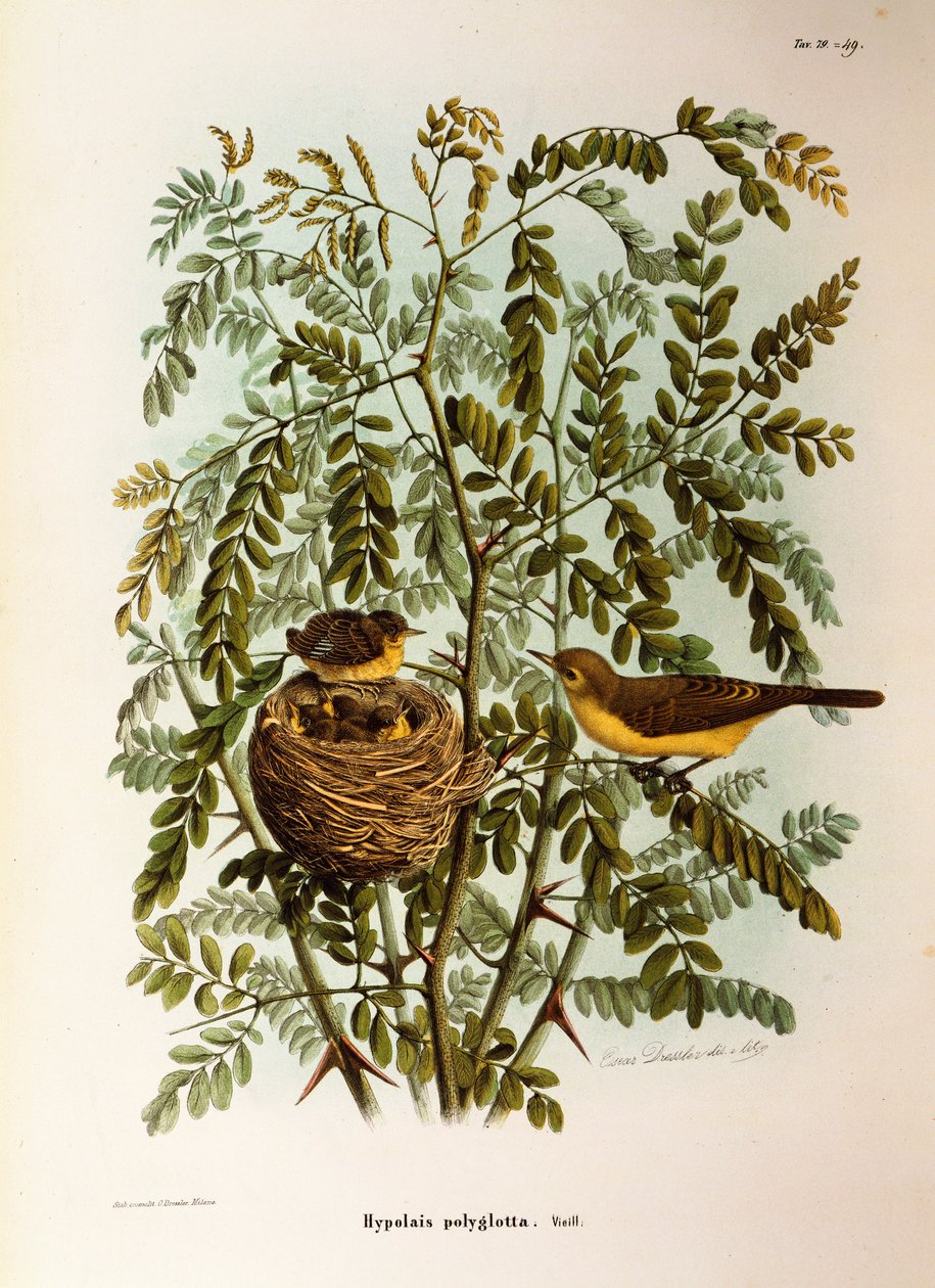 Illustration aus Eugenio Bettonis "Natural History of Birds that Nest in Lombardy" (Melodious Warbler) von Eugenio Bettoni, Oscar Dressler