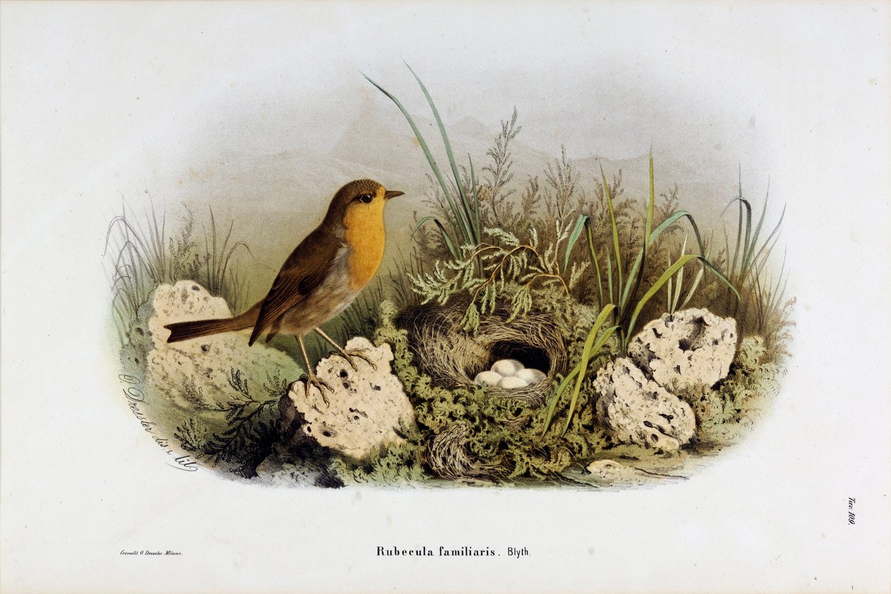 Darstellung des Rotkehlchens (Rubecula familiaris) von Eugenio and Dressler Oscar  Bettoni