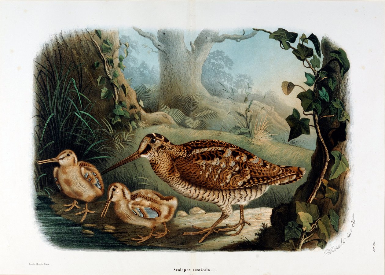 Darstellung der Waldschnepfe (Scolopax rusticola) (Chromolithographie) von Eugenio and Dressler Oscar  Bettoni