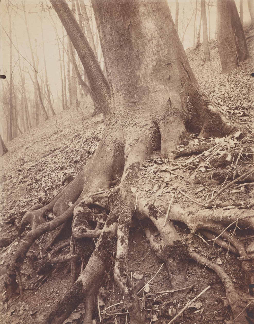 Bäume und Wurzeln von Eugène Atget