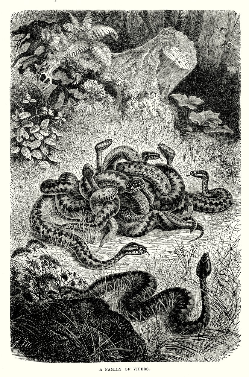 Eine Familie von Vipern von European School