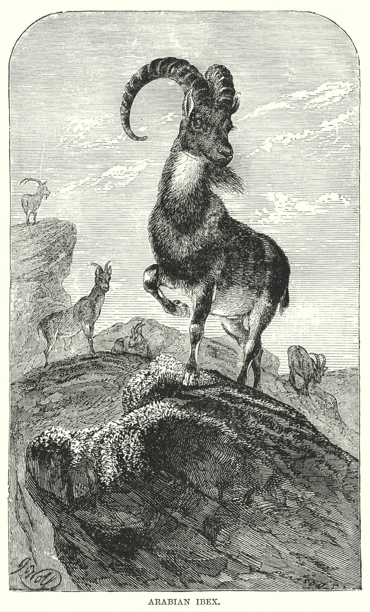 Arabischer Steinbock (Gravur) von European School