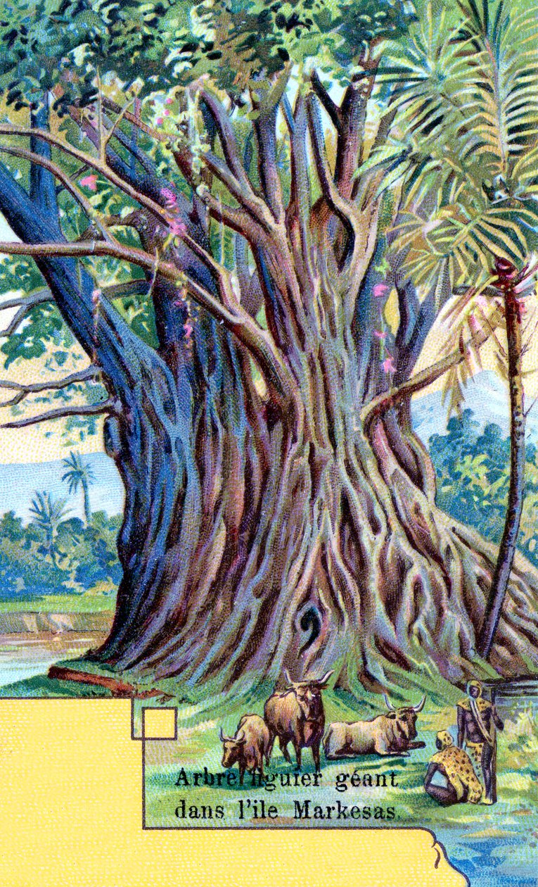 Riesiger Feigenbaum an der Anna Maria Bucht, Nuku Hiva, Marquesas-Inseln von European School