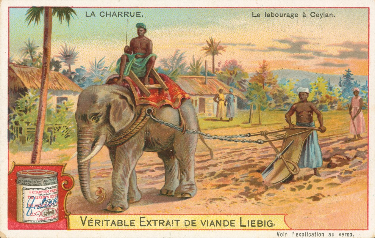 Pflügen mit Elefanten, Ceylon, Liebig-Karte, frühes 20. Jahrhundert von European School