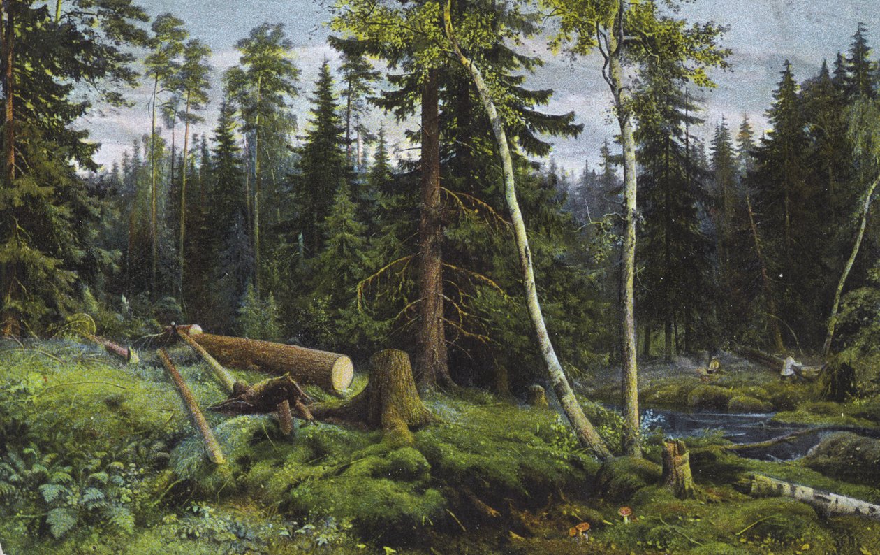 Szene in einem Wald mit gefällten Bäumen von European School