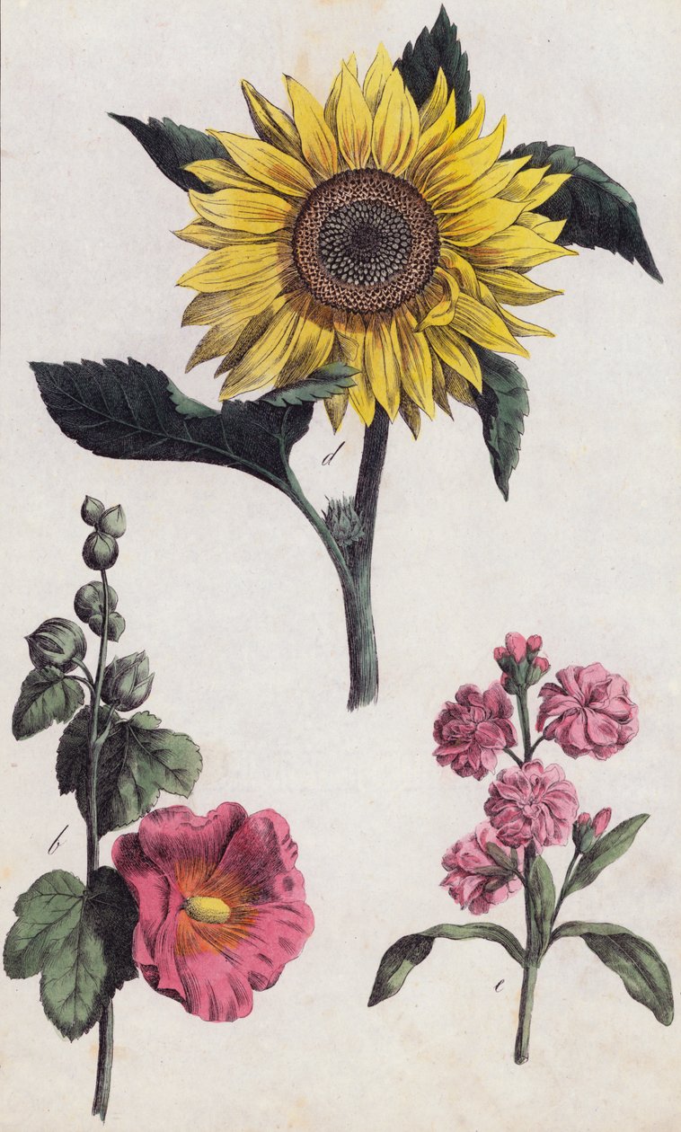 Sonnenblume und Stockrose von European School