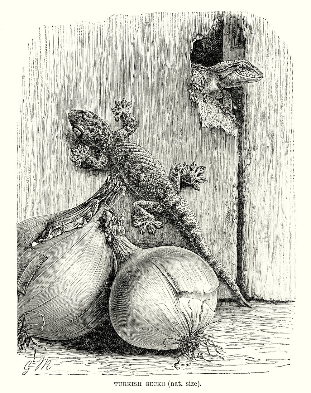 Türkischer Gecko (Gravur) von European School