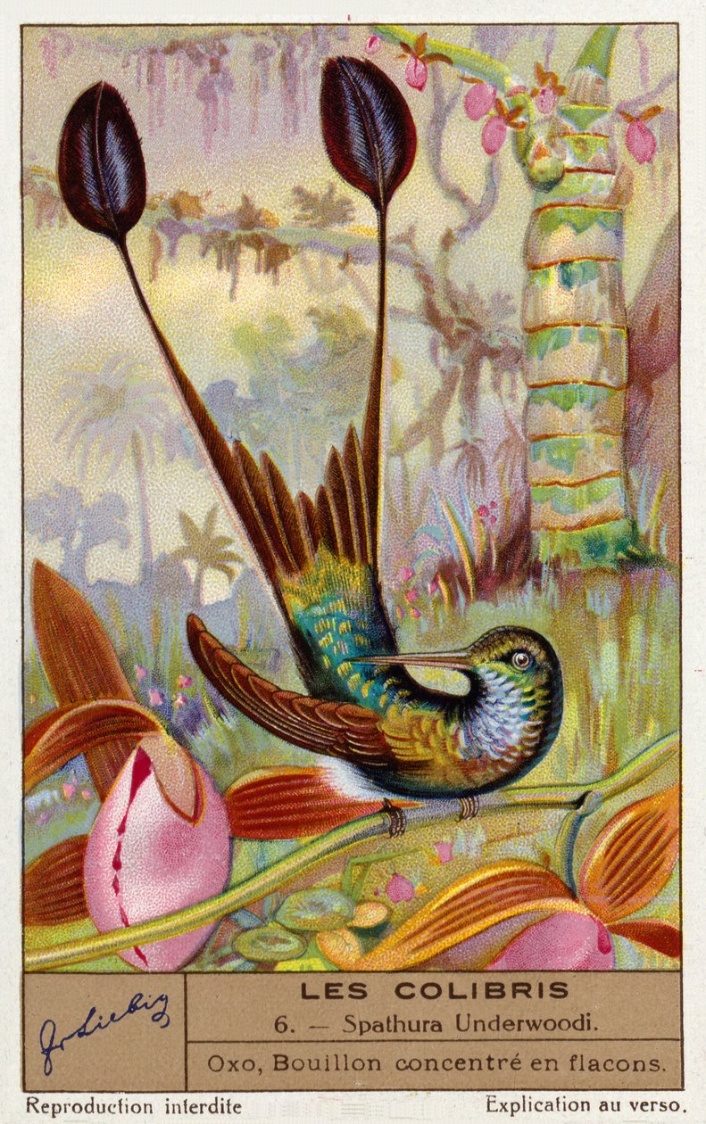 Weißfuß-Rackenschwanz (Spathura Underwoodii) (Chromolithografie) von European School