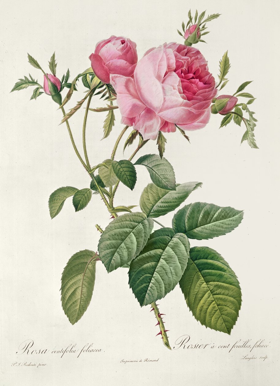 Thory, die Rosen, Rosa Centifolia Foliaca von Eustache Hyacinthe Langlois