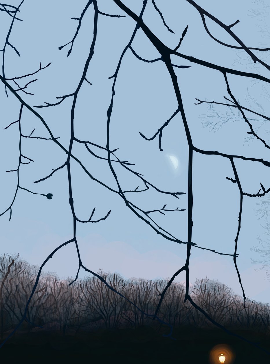 Äste, Morgendämmerung, Prospect Park von Evan Sklar