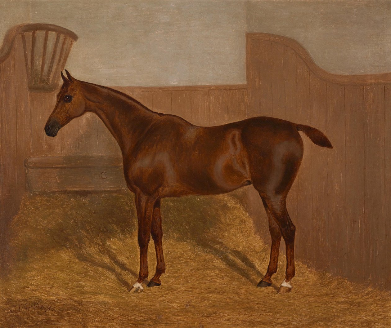 Pferdeporträt (Lady Oswestry oder Dandy) von F. Clifton