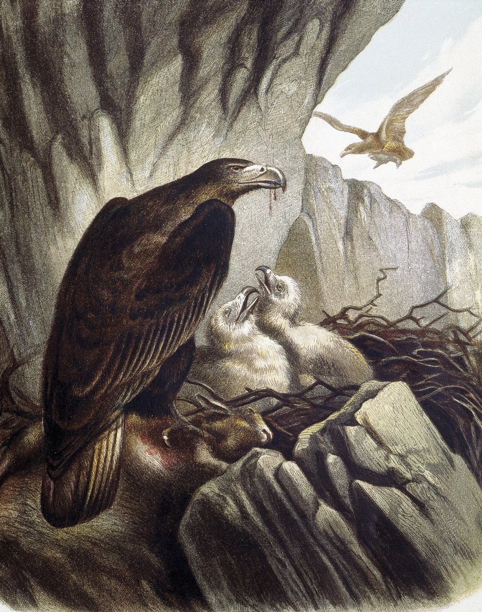 Adler mit ihren Jungen. Gravur nach einer Zeichnung von F. Padro. von F. (after) Padro