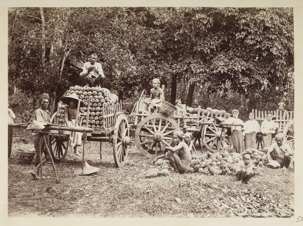 Verladen von geernteten Ananas auf Wagen, Burma, Elgin Sammlung: 
