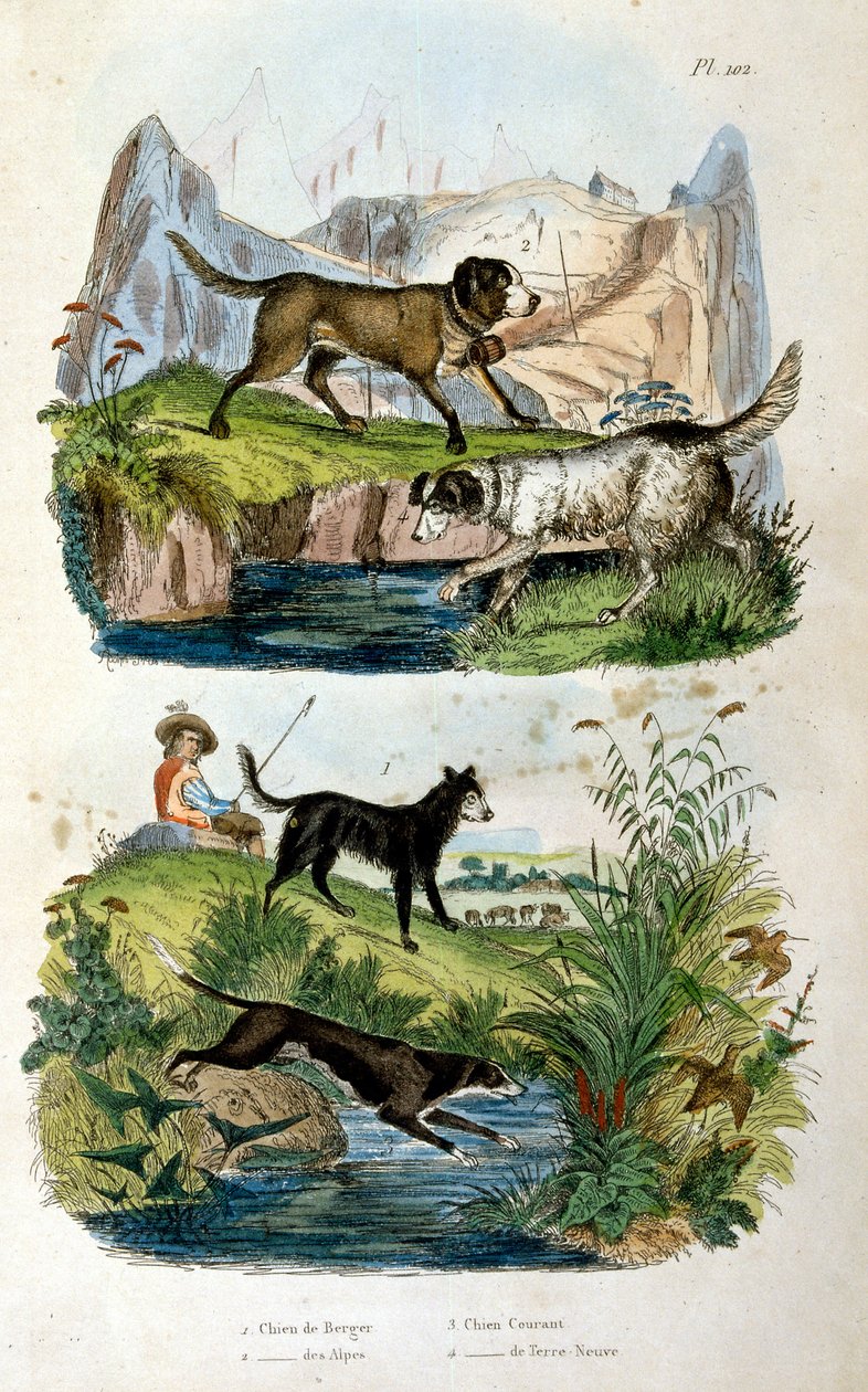 Alpenhunde von Felix-Edouard Guerin