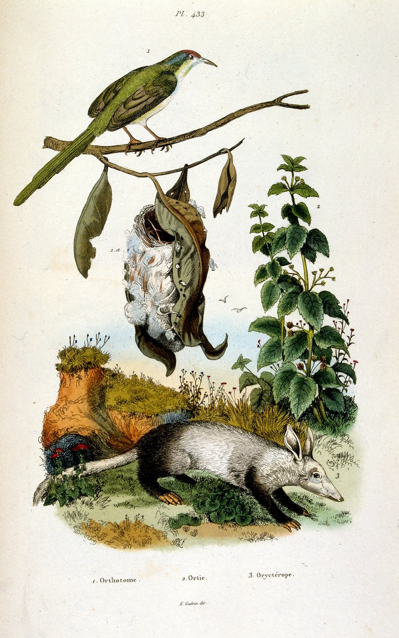 Botanische und zoologische Illustration von F. E. Guerin. Aus Dictionnaire pittoresque d