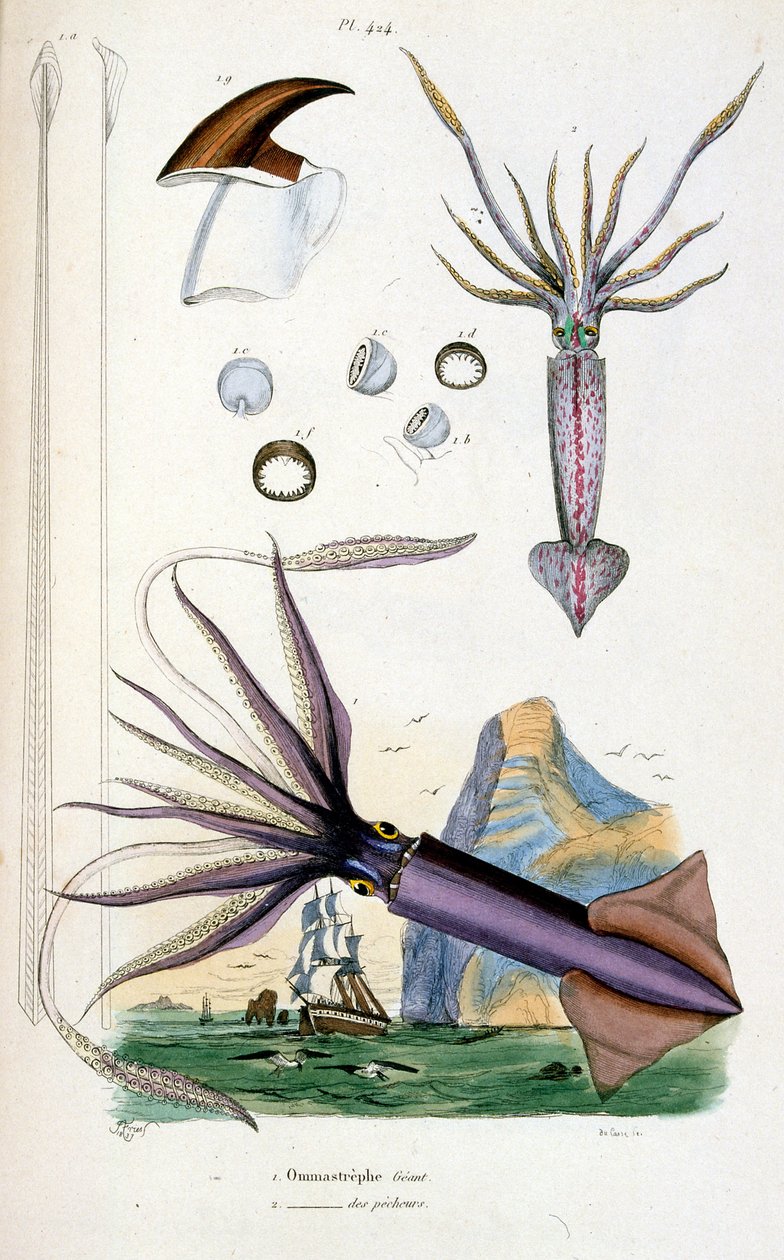 Botanische und zoologische Illustration von F. E. Guerin. Aus Dictionnaire pittoresque d