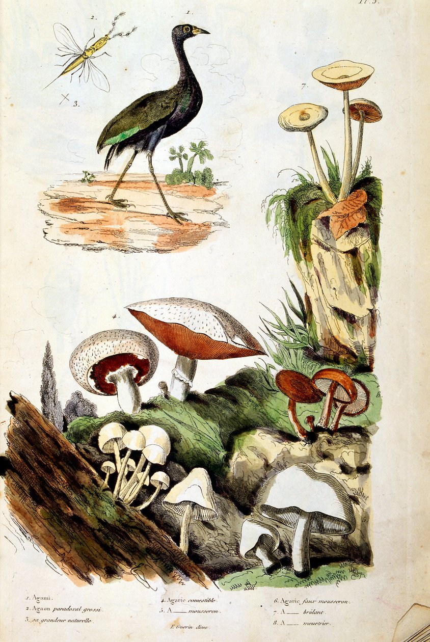 Botanische und zoologische Illustration von F. E. Guerin. Aus Dictionnaire pittoresque d