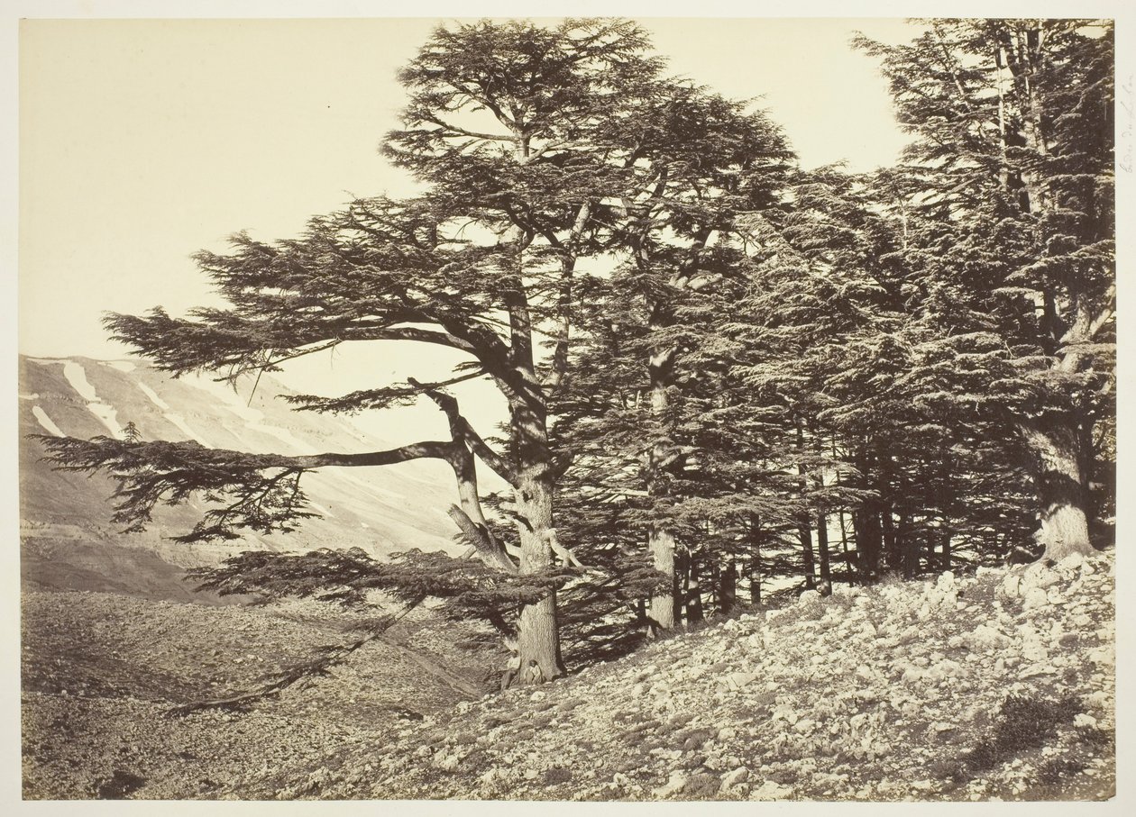 Zedern des Libanon von Félix Bonfils