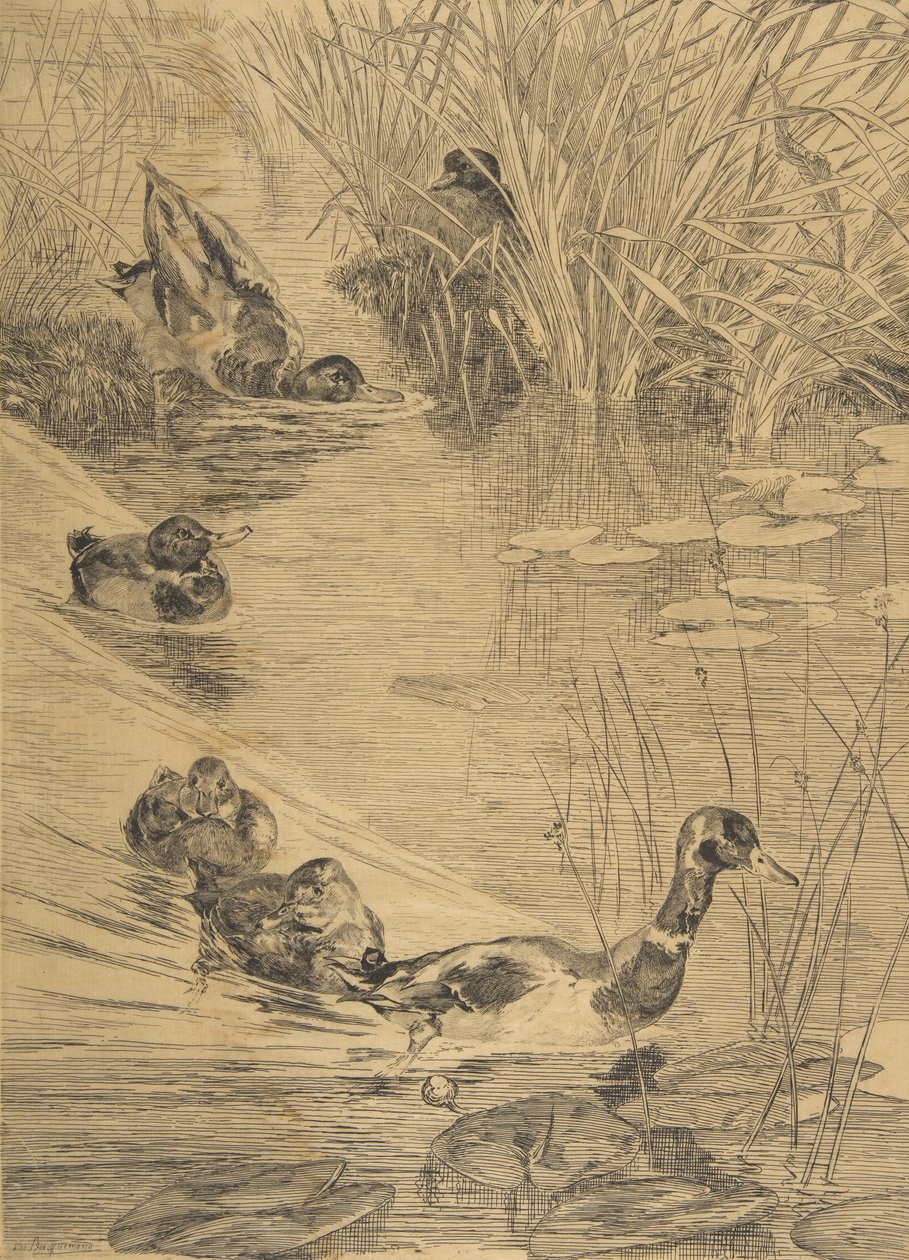 Entenvergnügen, 1850-1914 von Felix Bracquemond