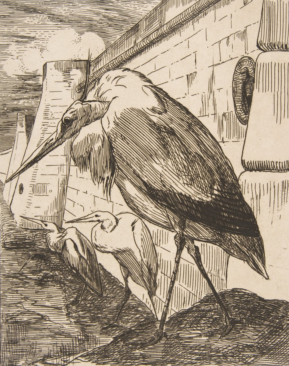 Die Störche von Felix Bracquemond