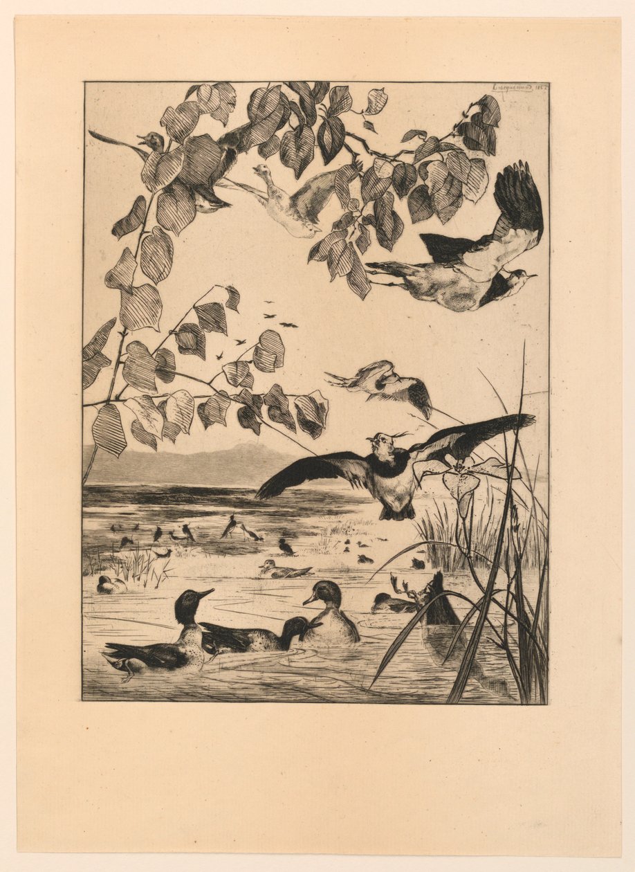 Kiebitze und Krickenten von Felix Bracquemond