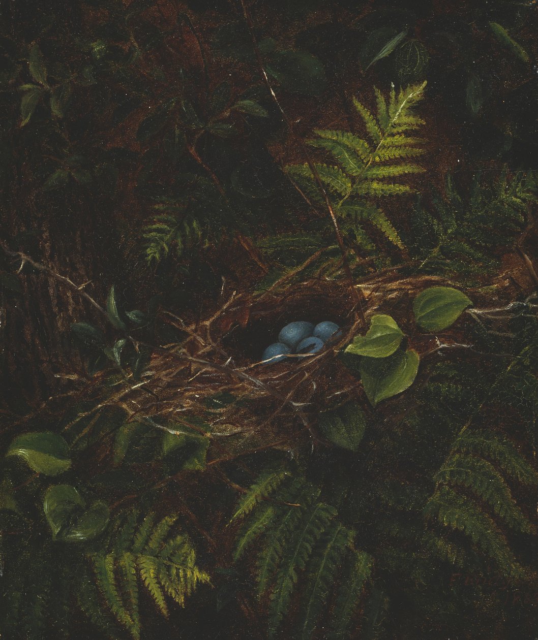 Vogelnest und Farne von Fidelia Bridges