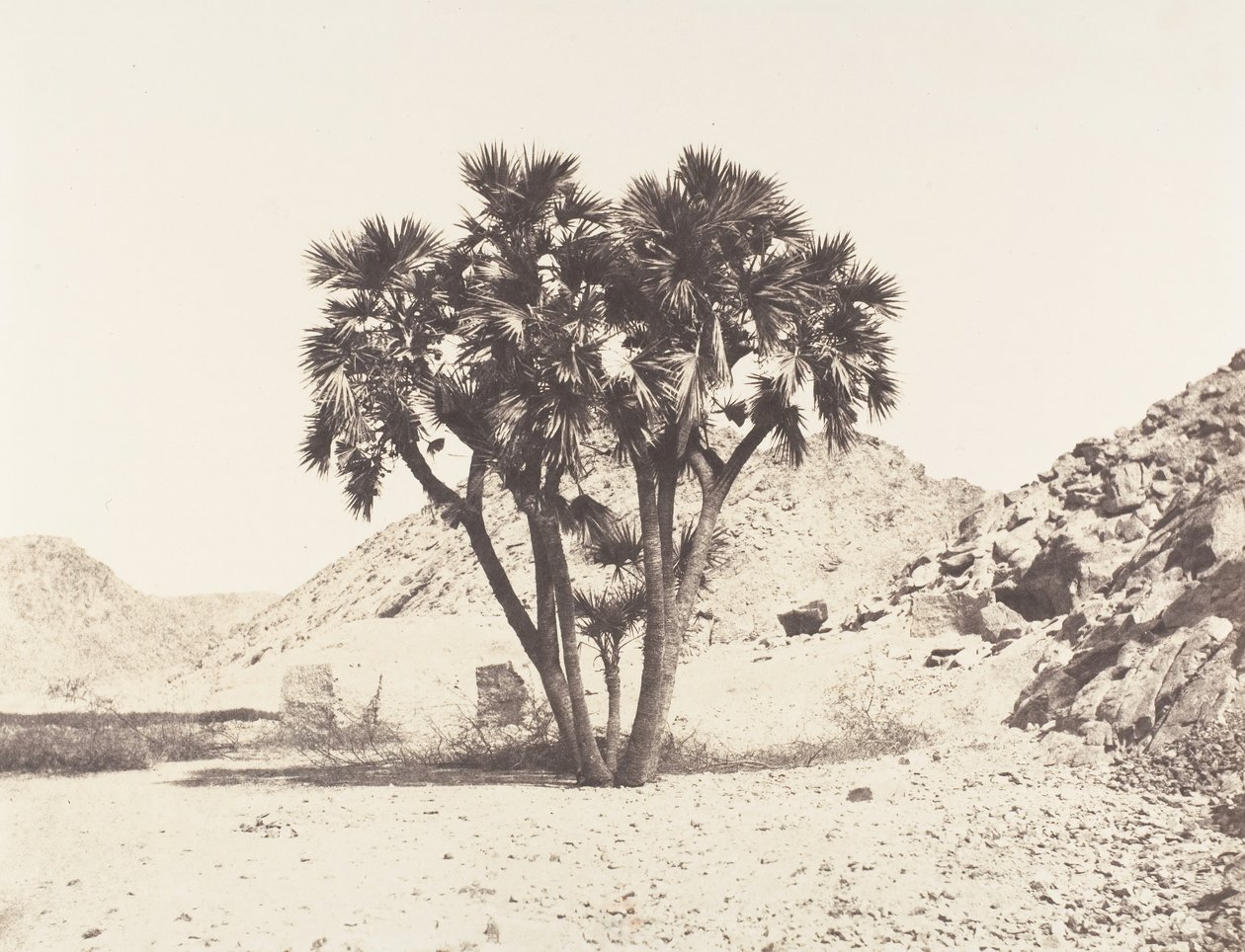 Umgebung von Fileh, Doum-Palme am Ostufer des Nils, 1851-52, gedruckt 1853-54 von Félix Teynard
