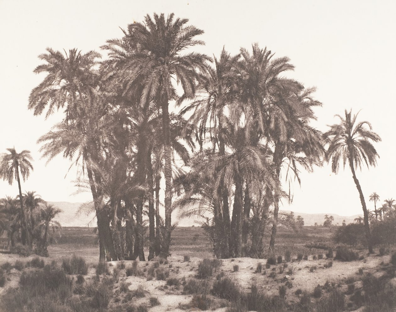 Karnak, Gruppe von Dattelpalmen vom Punkt A gesehen, 1851-52, gedruckt 1853-54 von Félix Teynard
