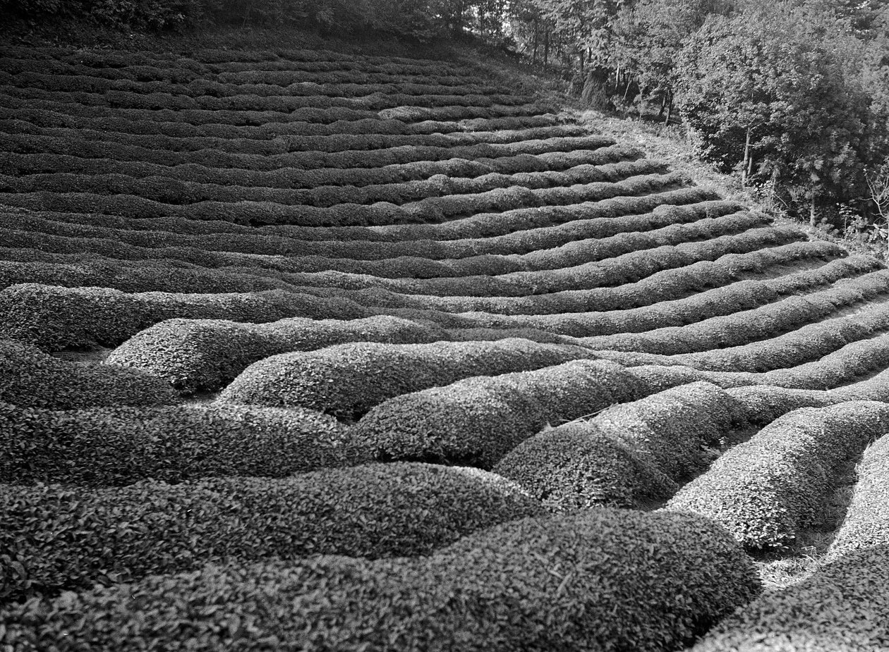 Umgebung von Shizuoka, Teegärten von Fosco Maraini