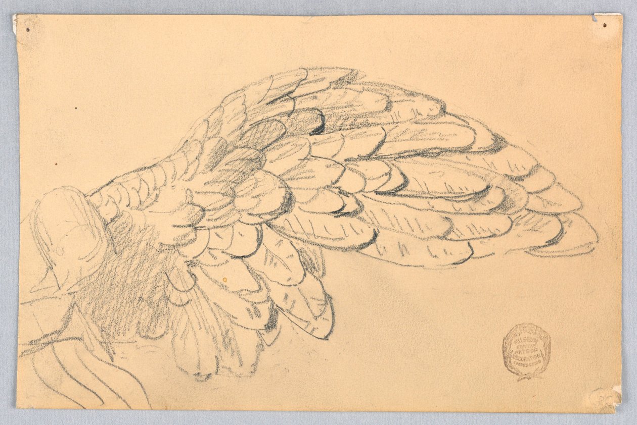 Studie eines Flügels von Francis Augustus Lathrop