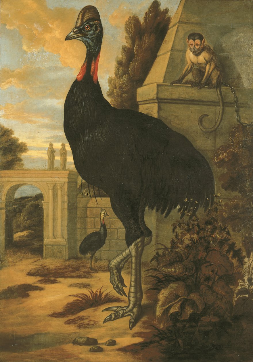 Ein Kasuar von Francis Barlow
