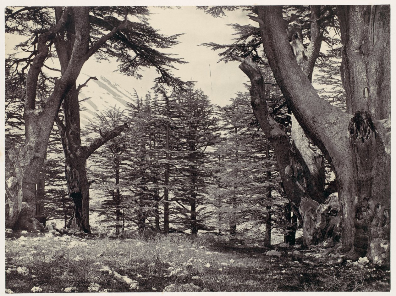 Zedern des Libanon von Francis Frith