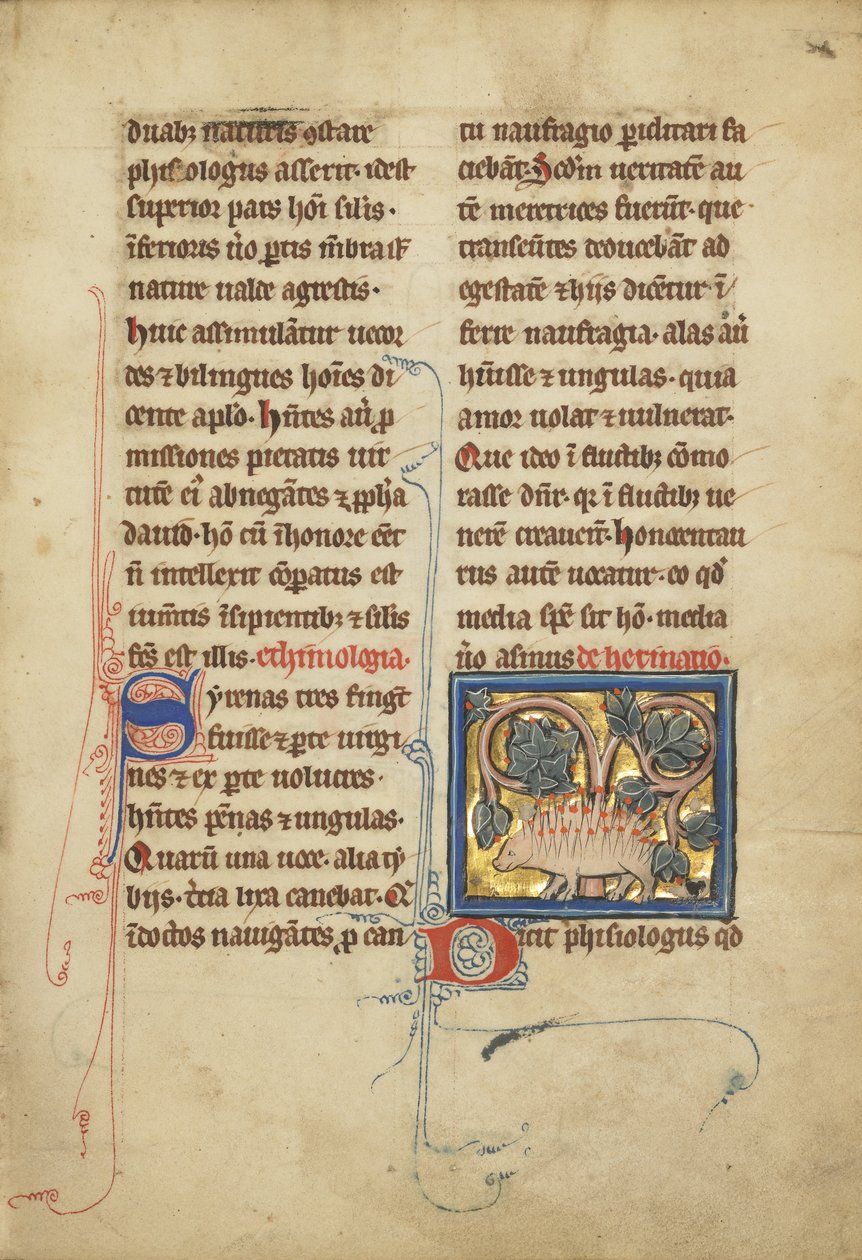 Ein Igel aus einem Bestiarium Ms Ludwig XV 4, fol. 82, ca. 1280-1300 von Franco Flemish School