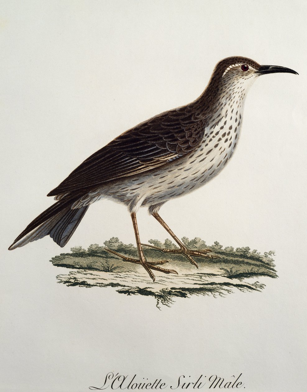 Männlicher Kaplangschwanz (Certhilauda curvirostris), Gravur aus Histoire Naturelle des Oiseaux d