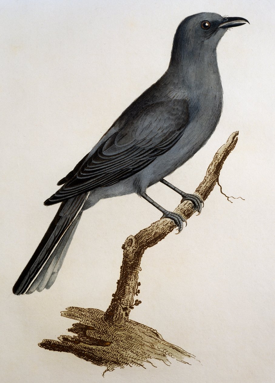 Grauer Kuckucksshrike (Coracina caesia), Gravur aus Histoire Naturelle des Oiseaux d
