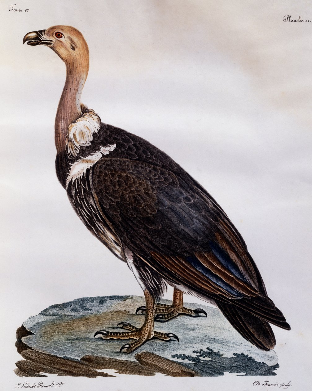 Junger Kapgeier (Gyps coprotheres), Gravur aus Histoire Naturelle des Oiseaux d