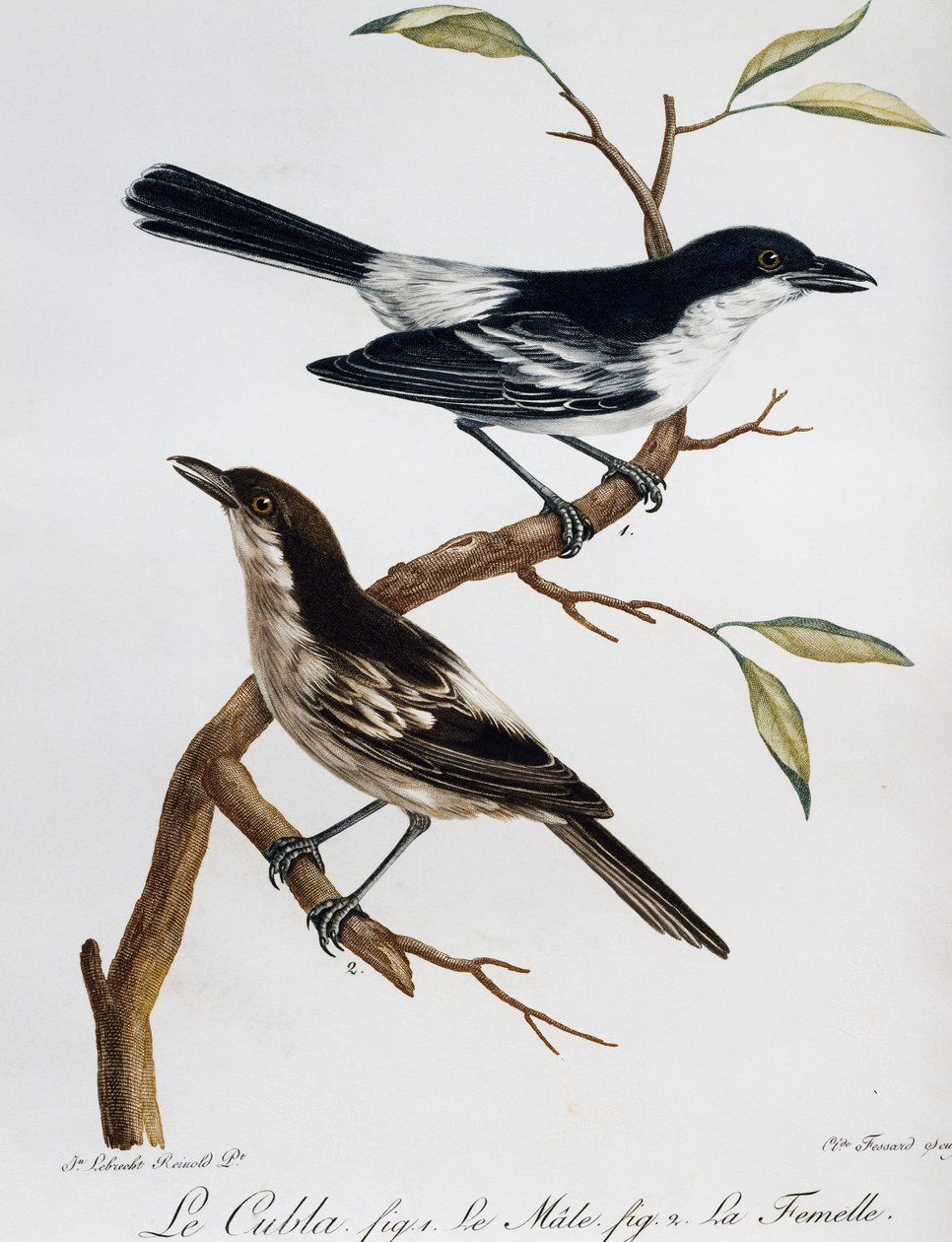 Männchen und Weibchen des Schwarzrückigen Puffbacks (Dryoscopus cubla), Gravur aus Histoire Naturelle des Oiseaux d