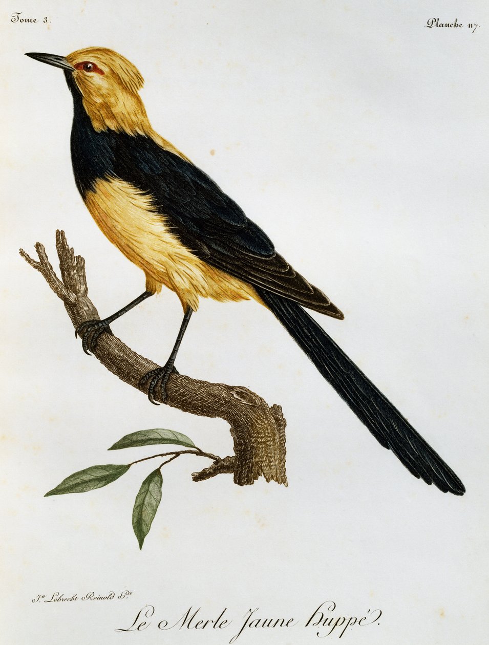 Gelbhüpferdrossel, Gravur aus Histoire Naturelle des Oiseaux d