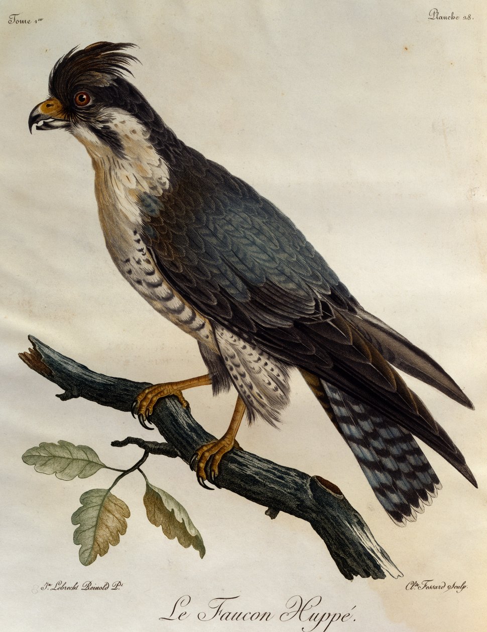 Wanderfalke (Falco peregrinus), Stich aus Histoire Naturelle des Oiseaux d