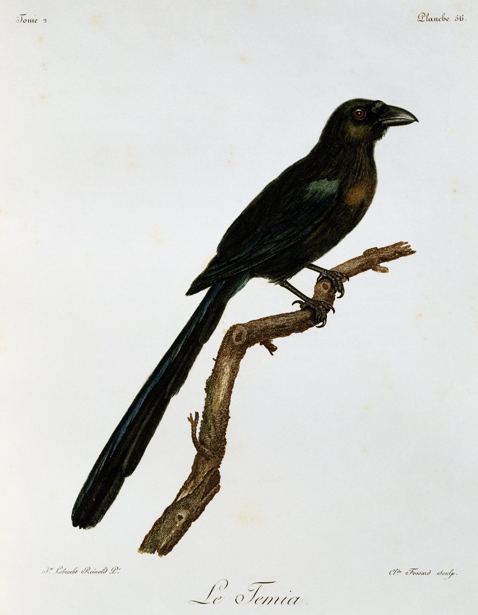 Schwanzmeise (Crypsirina temia), Gravur aus Histoire Naturelle des Oiseaux d