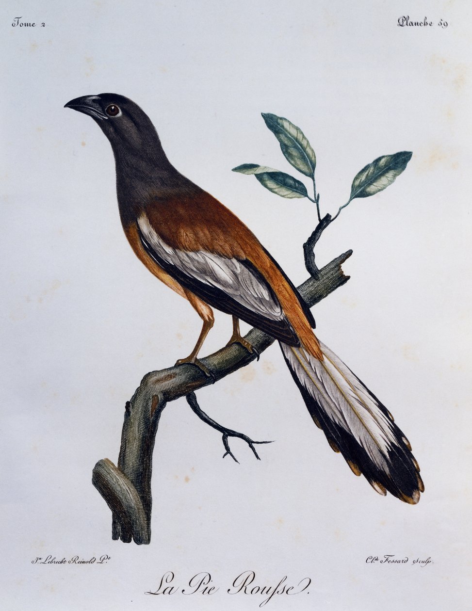 Rostbaumelster (Dendrocitta vagabunda), Gravur aus Histoire Naturelle des Oiseaux d