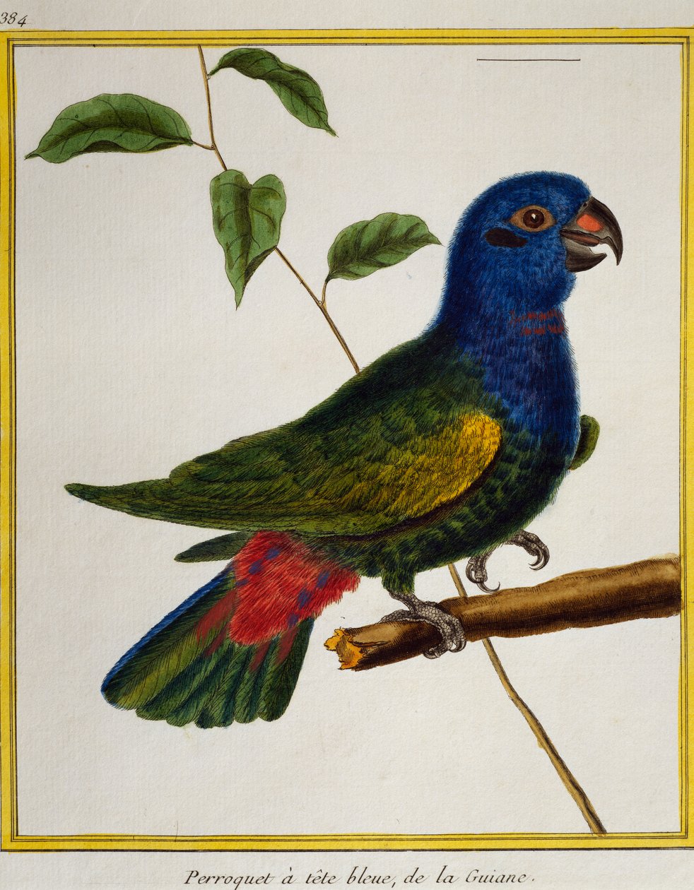 Blaustirnamazone, aus Histoire naturelle des oiseaux von Francois Nicolas Martinet