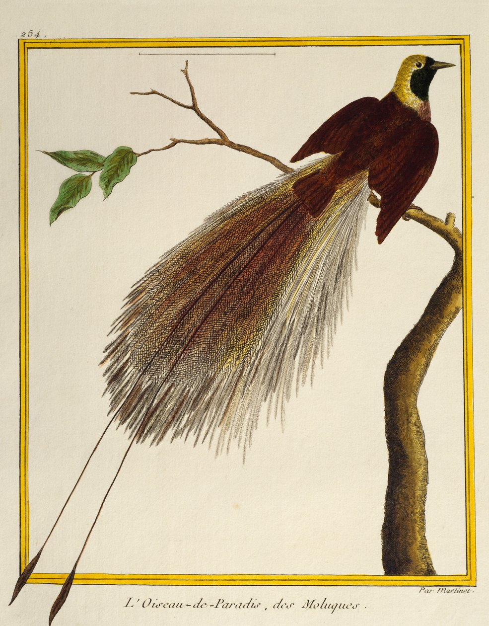 Großer Paradiesvogel (Paradisaea apoda), aus Histoire naturelle des oiseaux von Francois Nicolas Martinet