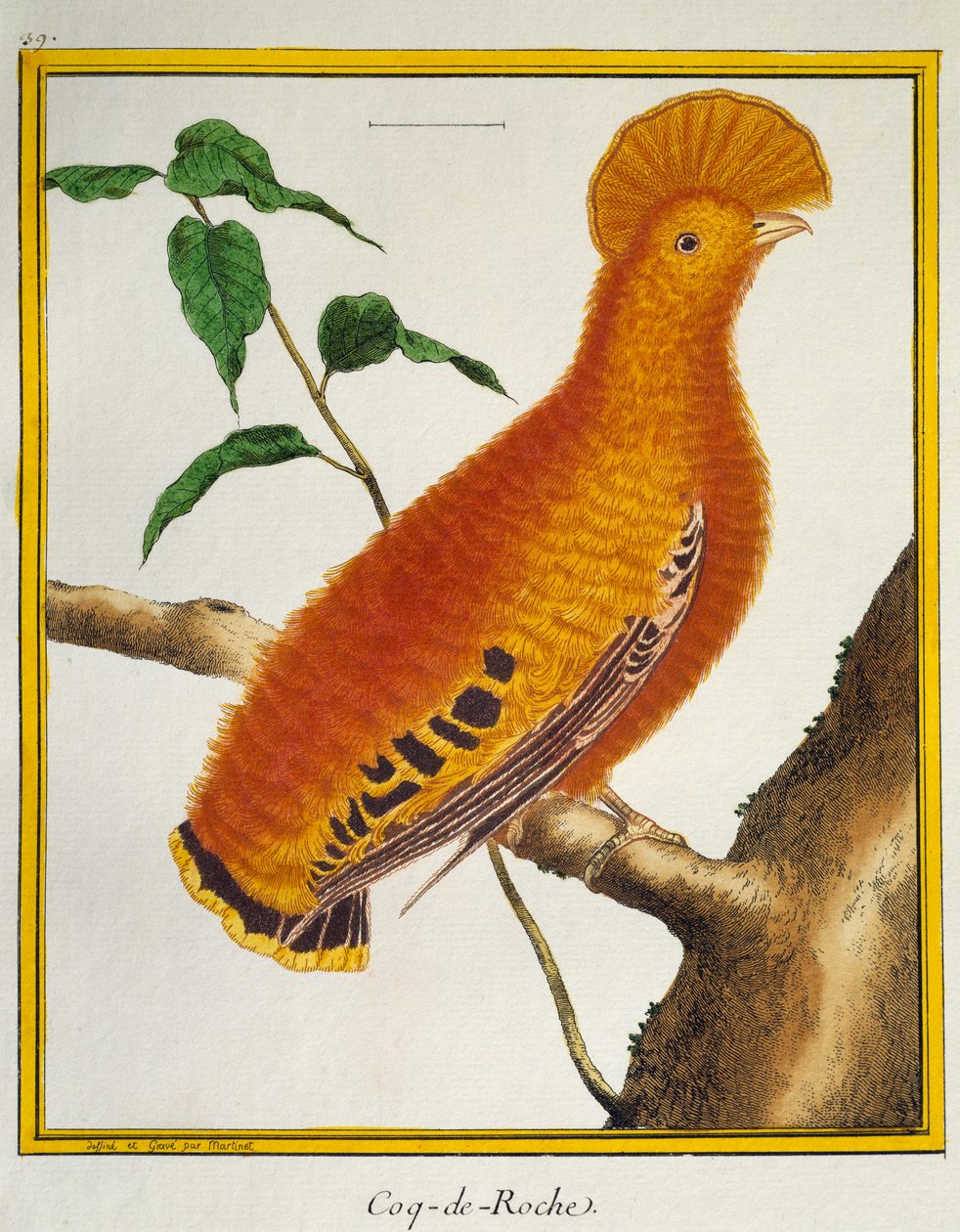 Guiananischer Felsenhahn (Rupicola rupicola), aus Histoire naturelle des oiseaux von Francois Nicolas Martinet