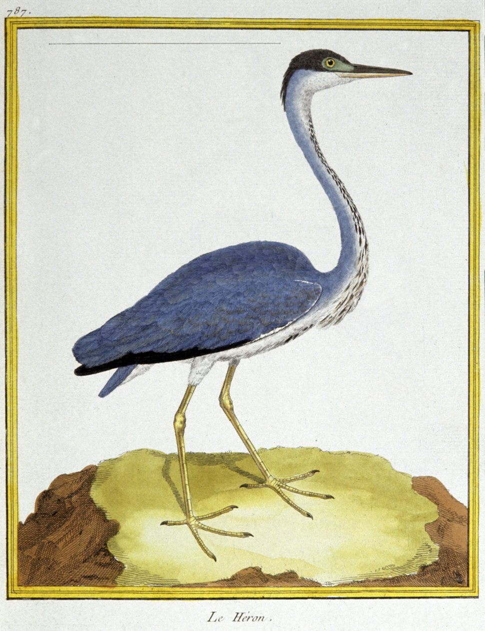 Wissenschaft. Zoologie. Reiher. Gravur von Francois Nicolas Martinet in: Histoire naturelle des oiseaux, von Georges Louis Leclerc de Buffon, Frankreich, ca. 1777 von Francois Nicolas Martinet