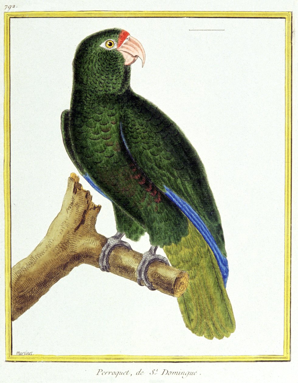 Wissenschaft. Zoologie. Papagei von Santo Domingo. Gravur von Francois Nicolas Martinet in: Histoire naturelle des oiseaux, von Georges Louis Leclerc de Buffon, Frankreich, ca. 1777 von Francois Nicolas Martinet