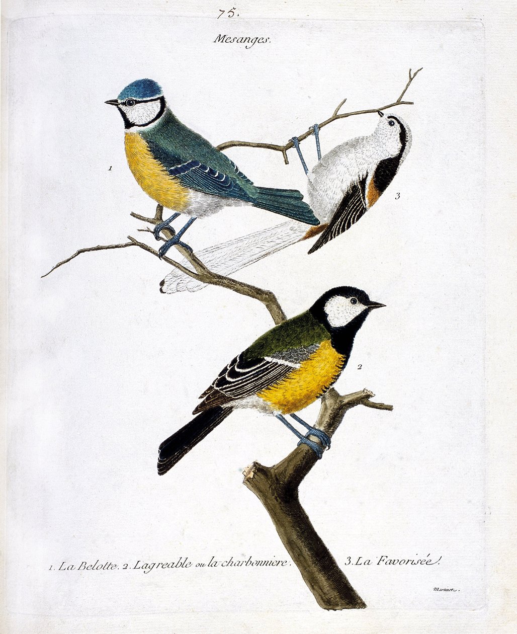 Zoologischer Ausschuss (Ornithologie): Mesanges. 1: die Belotte (blaue Mesange oder erschien caeruleus), 2. die angenehme oder die charbonniere (mesange charbonniere oder parus major. 3. Die Gefällige (long-tailed mesange oder aegithalos caudatus) auf eine von Francois Nicolas Martinet