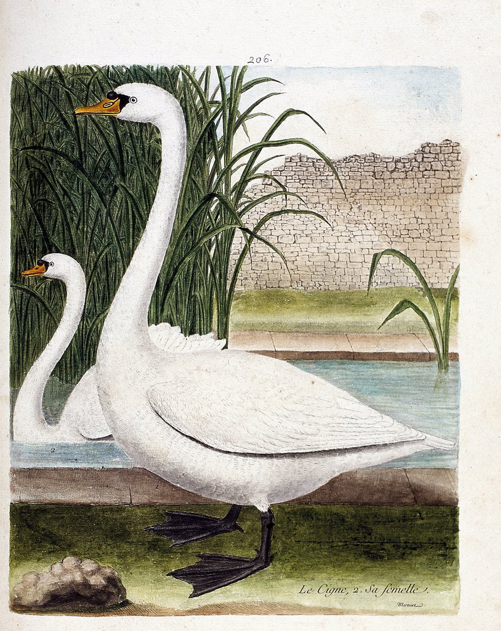 Zoologische Tafel (Ornithologie): Vorne: Der Schwan und dahinter sein Weibchen (Höckerschwan oder Cygnus olor). Illustration in „Die Geschichte der Vögel, gemalt in ihren erscheinenden und empfindlichen Aspekten“ von Francois Nicolas Martinet (1731-1800).  von Francois Nicolas Martinet