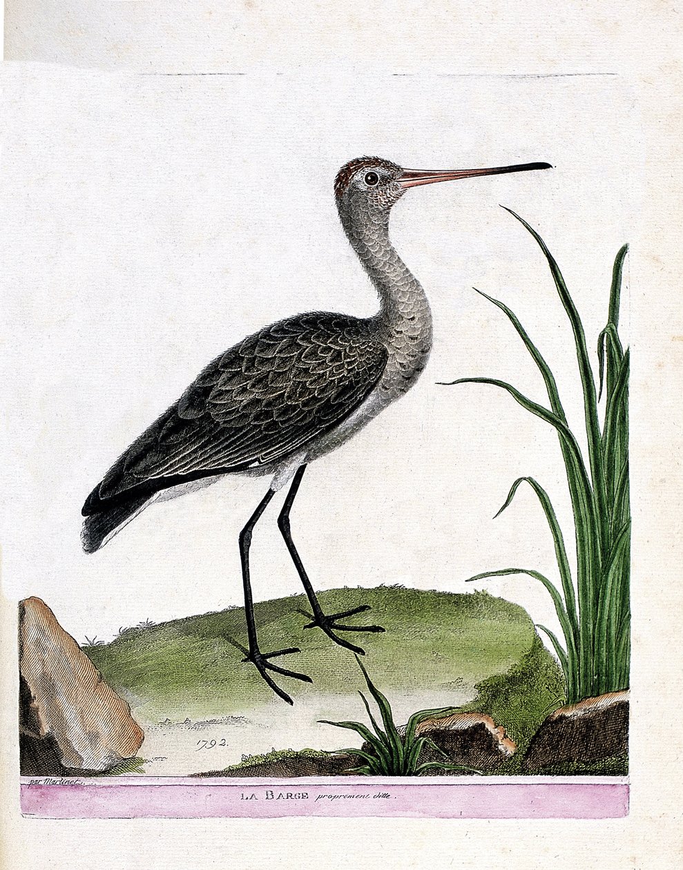 Zoologische Tafel (Ornithologie): Der Uferschnepfe (Limosa limosa). Illustration in „Die Geschichte der Vögel, gemalt in ihren erscheinenden und empfindlichen Aspekten“ von Francois Nicolas Martinet (1731-1800). Private Sammlung. von Francois Nicolas Martinet
